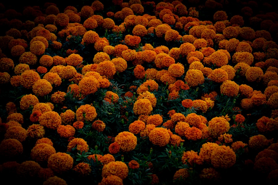 bladder cancer clinical trials