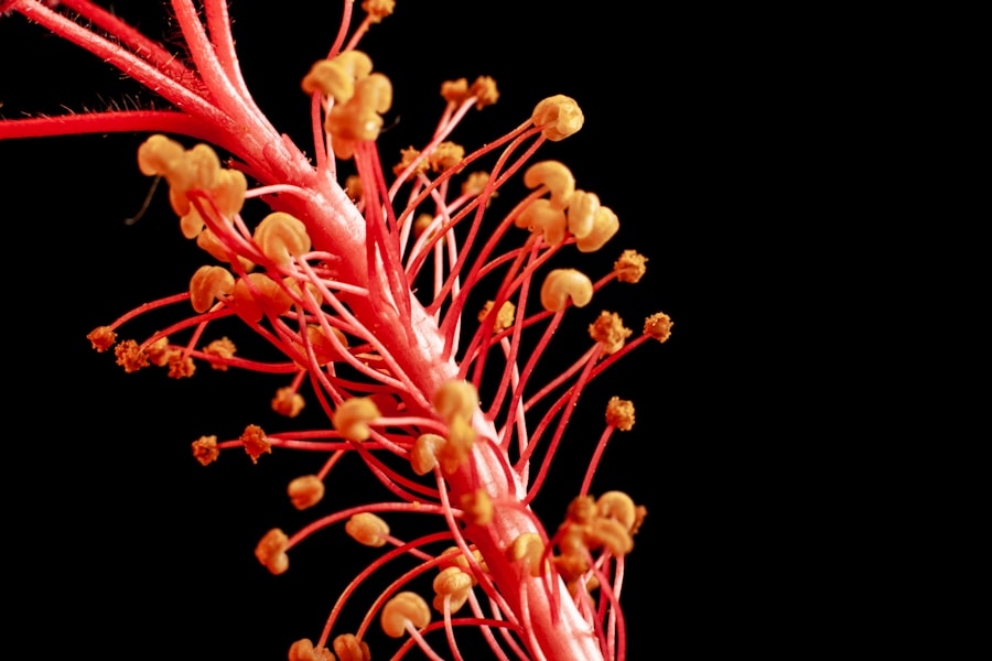 bladder cancer clinical trials