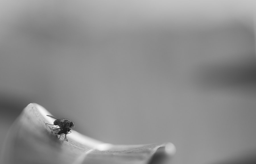 Photo feasibility clinical study