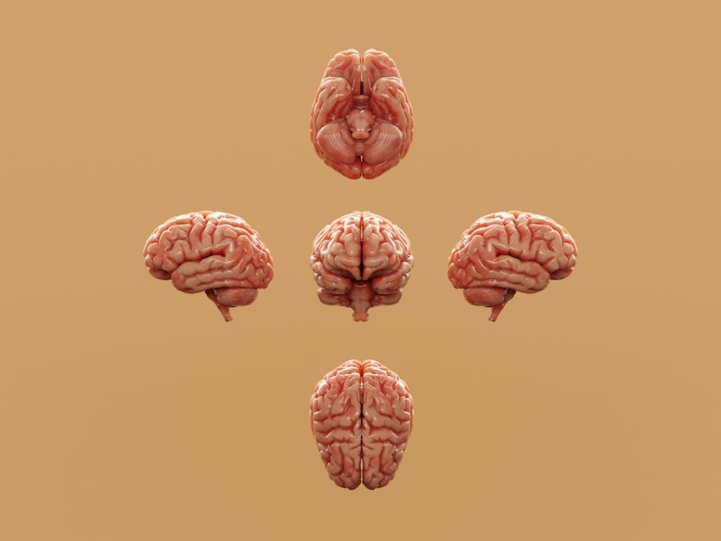 Photo volunteer brain research