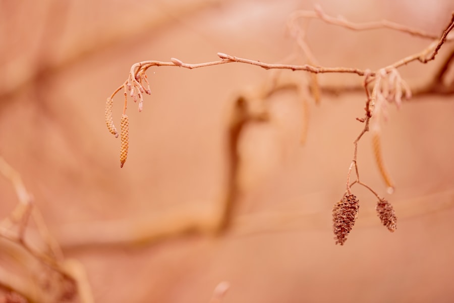 Photo eczema paid studies