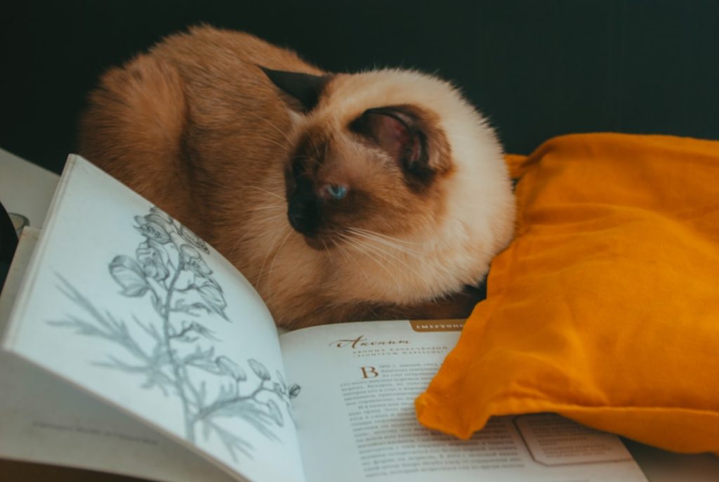 Photo tummy tuck research study